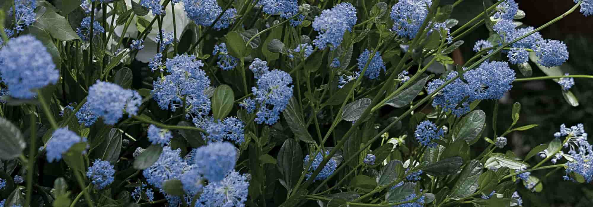 5 ceanotos para cultivar em vaso