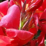 Cultivar uma cana-da-Índia em vaso