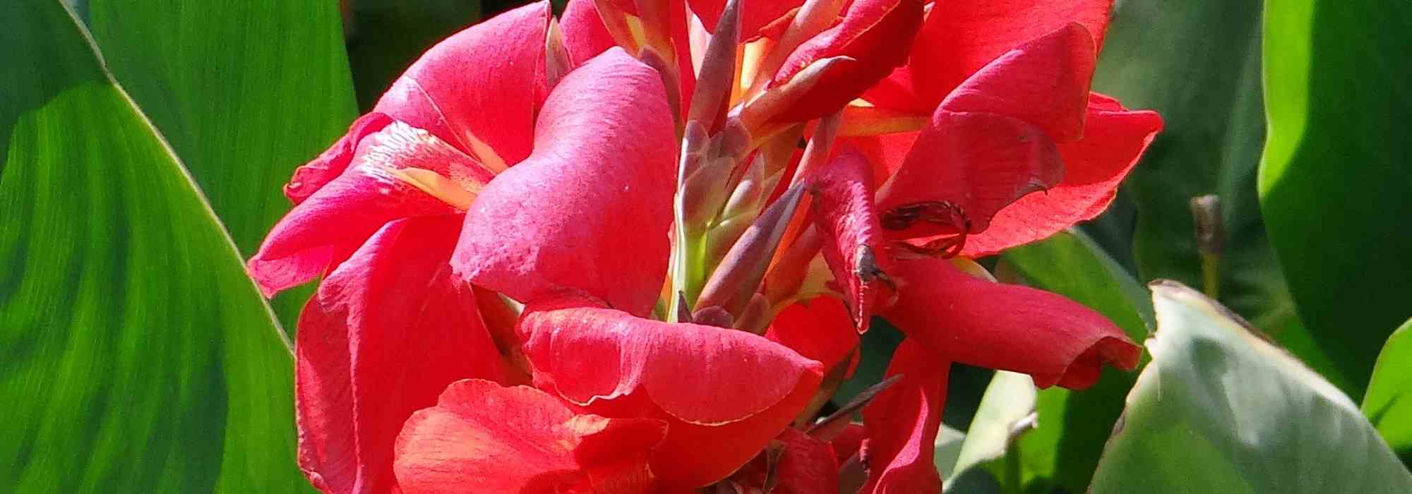 Cultivar uma cana-da-Índia em vaso