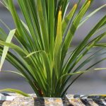 Cultivar a cordilina em vaso