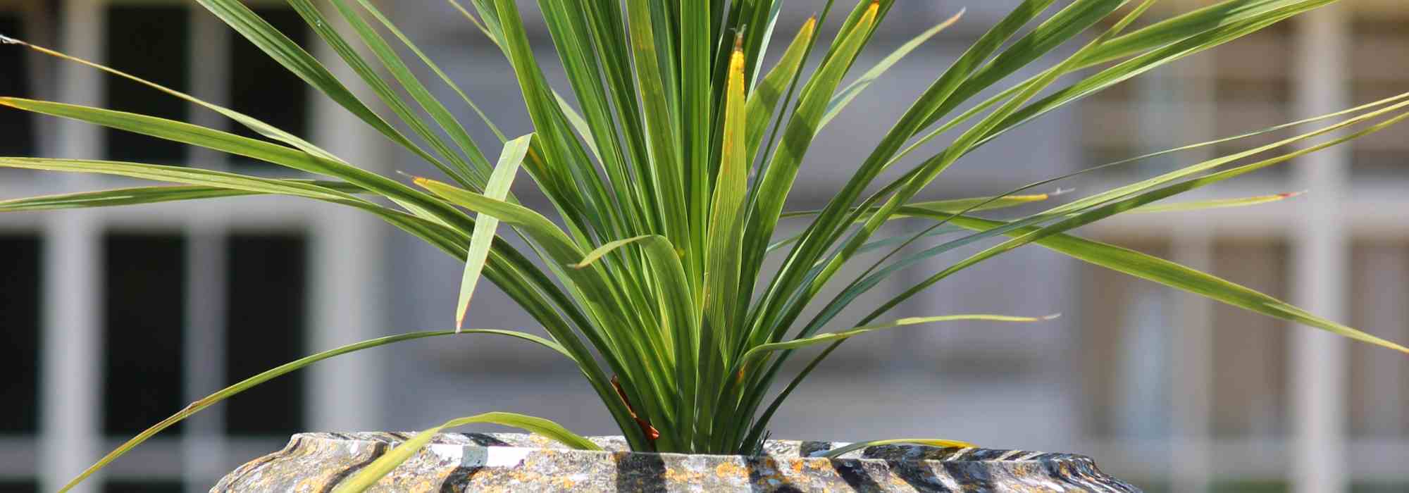Cultivar a cordilina em vaso