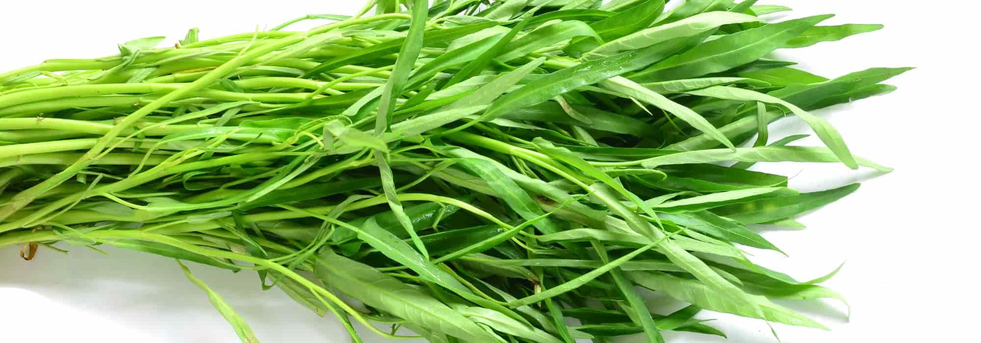 Cultivo do kangkong