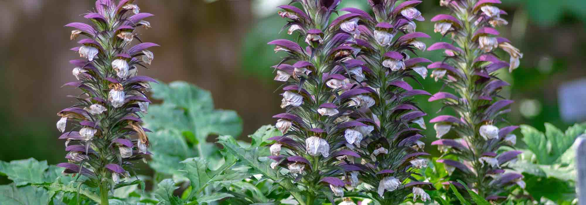 6 variedades de acantos para cultivar no jardim