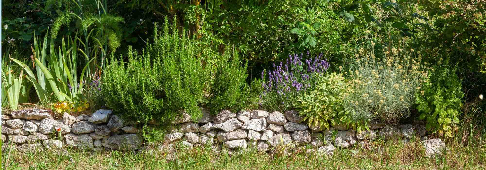 8 plantas aromáticas para a cozinha mediterrânica