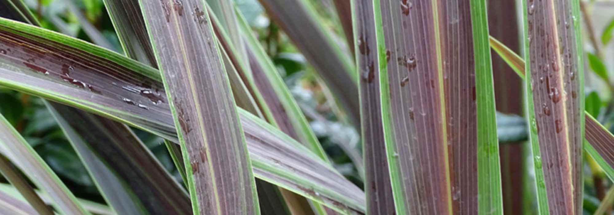 5 cordilinas com folhagem variegada