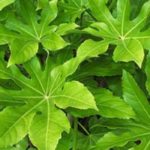 7 ideias para combinar a Fatsia