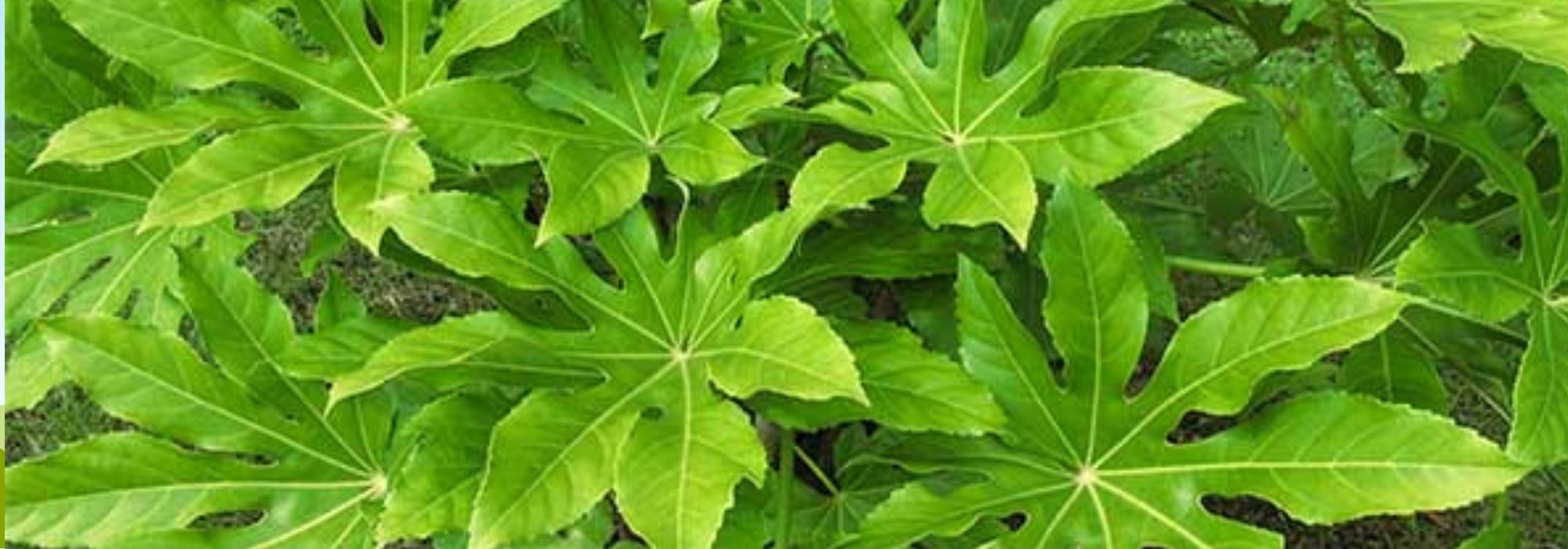7 ideias para combinar a Fatsia