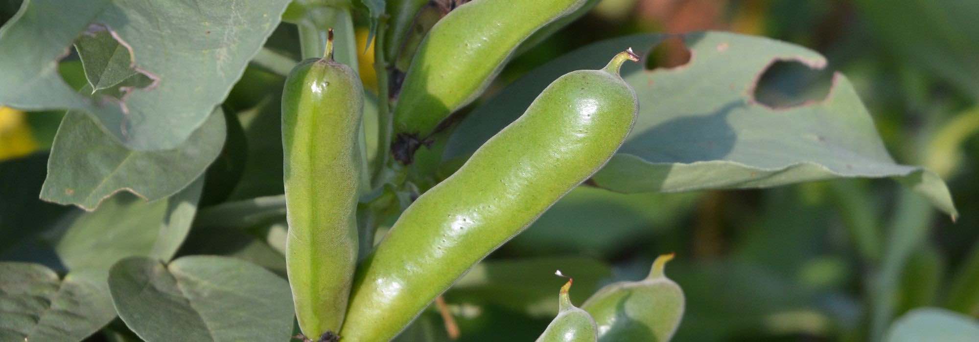 Cultivar favas com sucesso