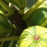 5 fruteiras para jardins ou varandas junto ao mar