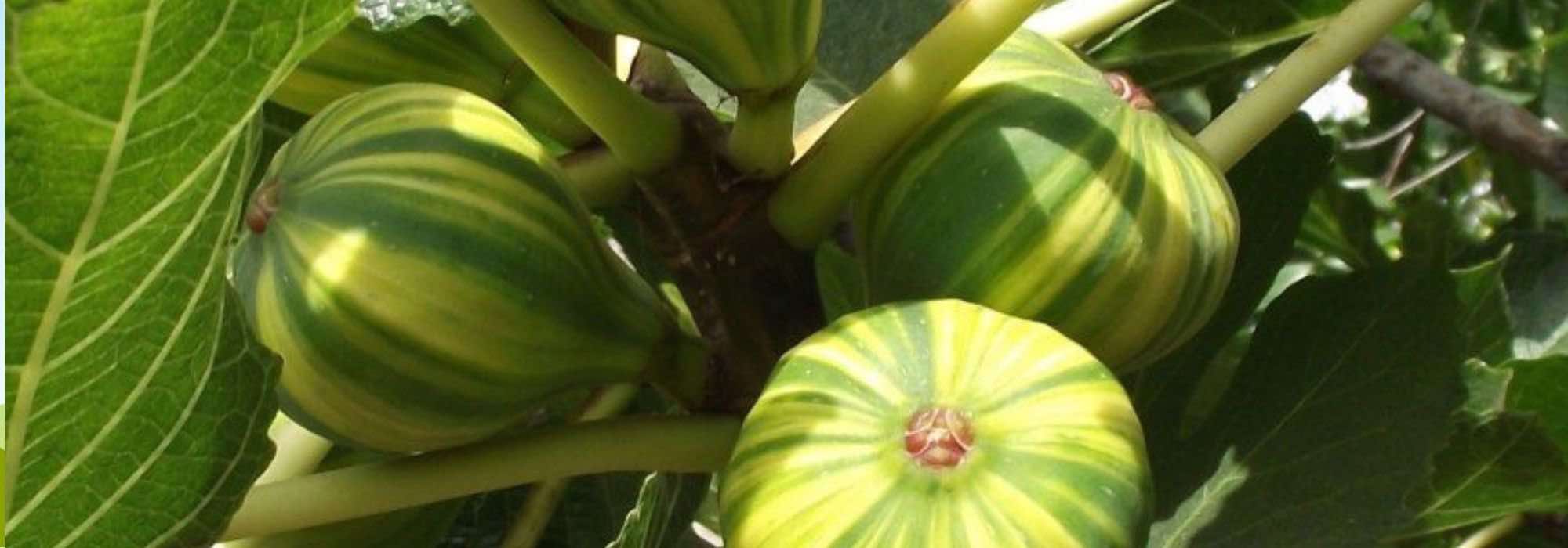 5 fruteiras para jardins ou varandas junto ao mar