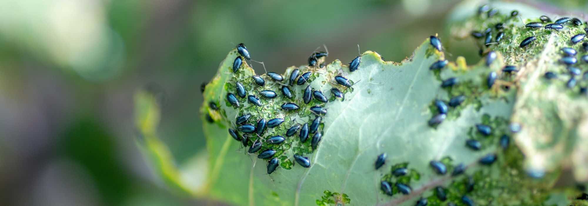 As doenças e as pragas do nabo