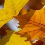 Plátano: plantar, podar e cuidar