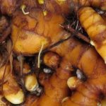 5 raízes comestíveis originais para cultivar no jardim