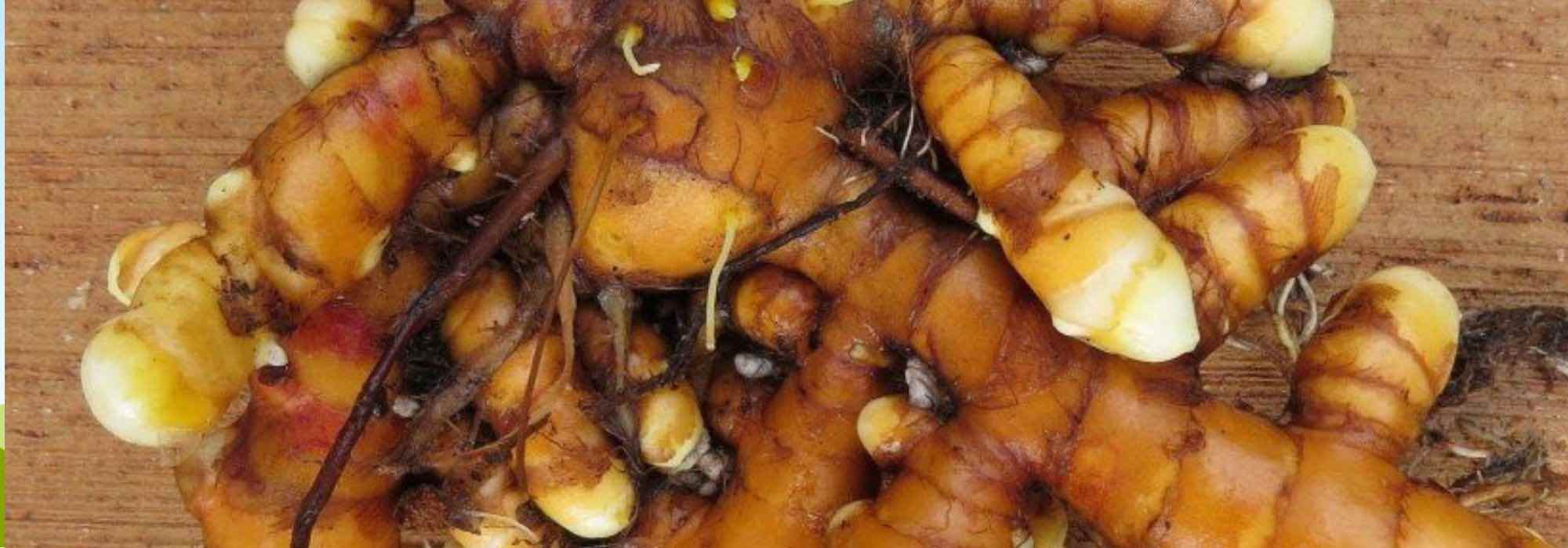 5 raízes comestíveis originais para cultivar no jardim