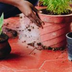 Como mudar uma planta de interior para um vaso maior?