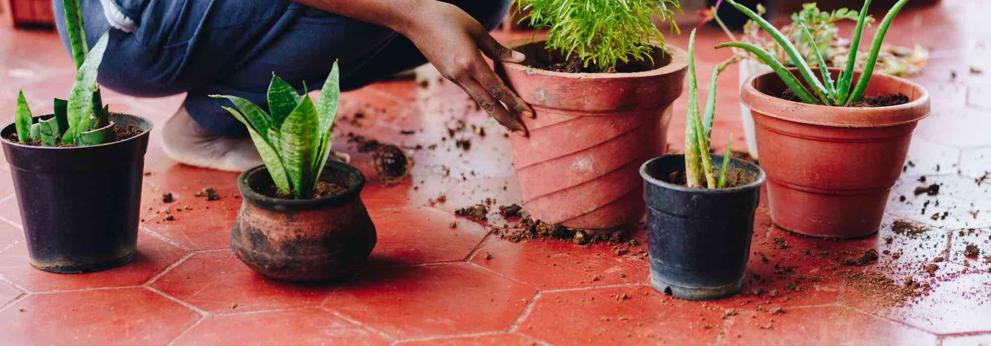 Como mudar uma planta de interior para um vaso maior?
