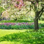 Atenção! NÃO pode estas plantas na primavera