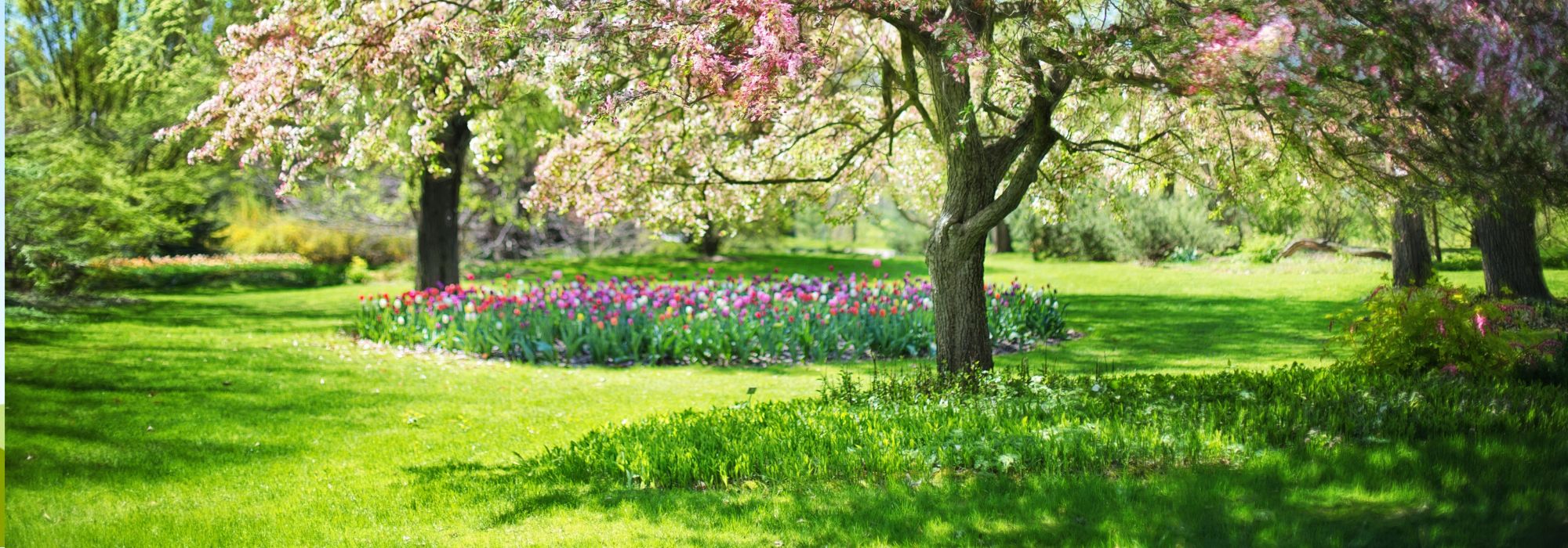 Atenção! NÃO pode estas plantas na primavera