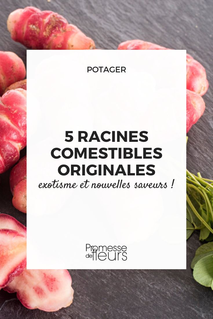 tubérculos comestíveis originais