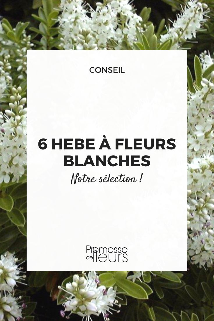 Verónica-arbustiva de floração branca