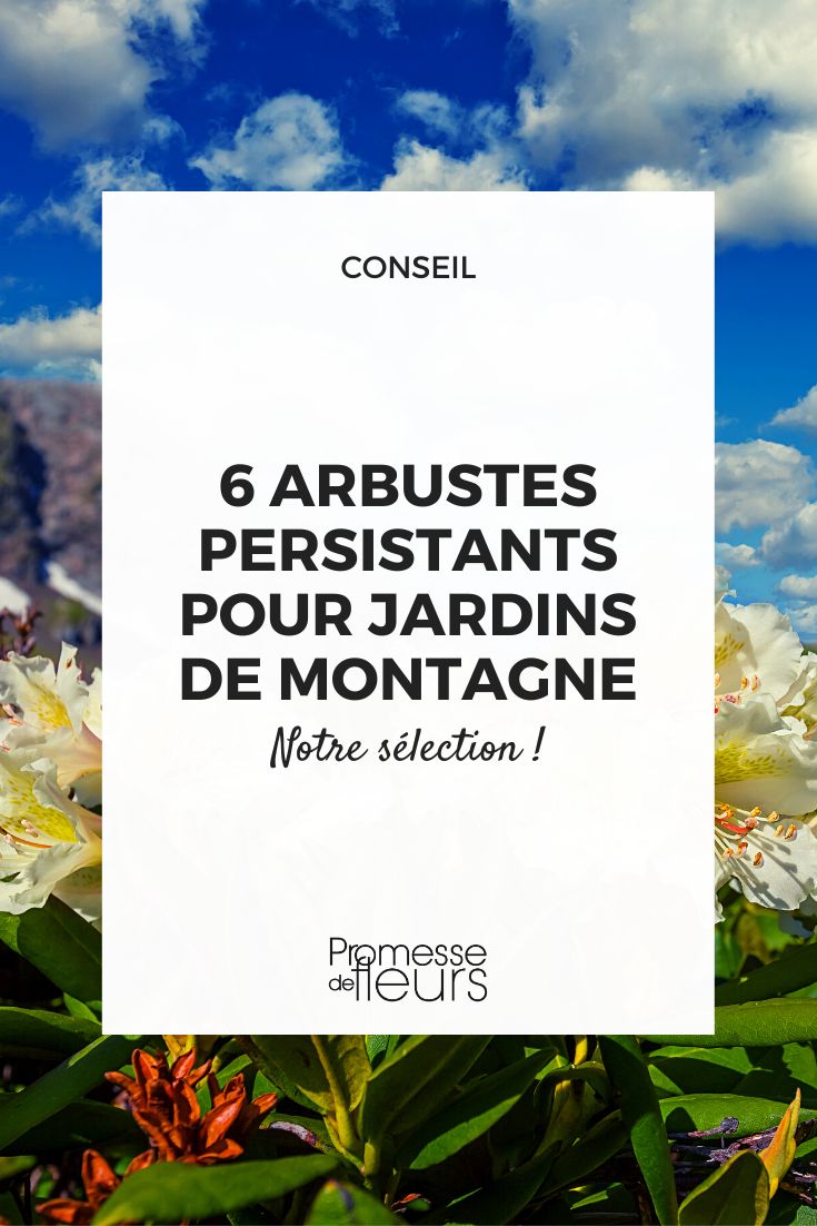 Rododendros: arbustos persistentes para climas de montanha