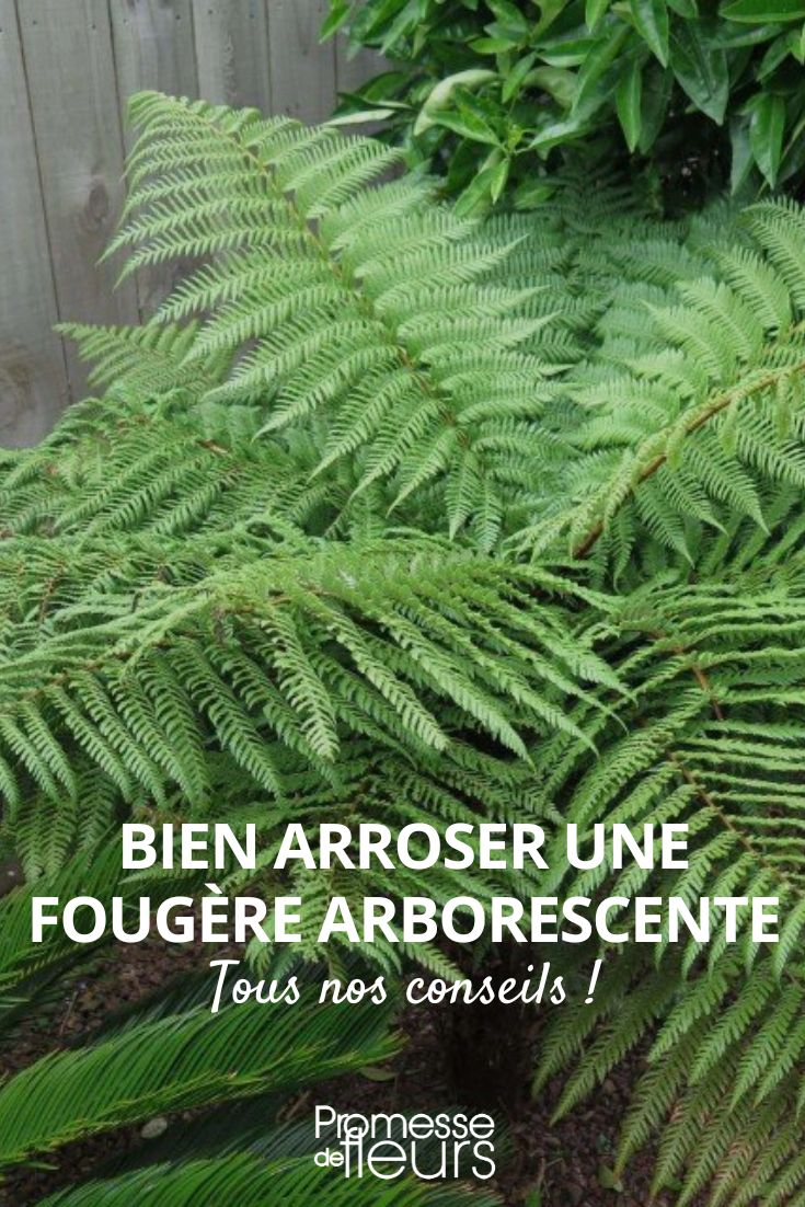 feto-arbóreo