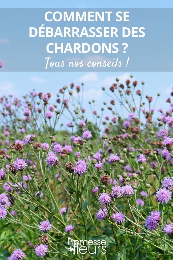 Eliminar os cardos no jardim