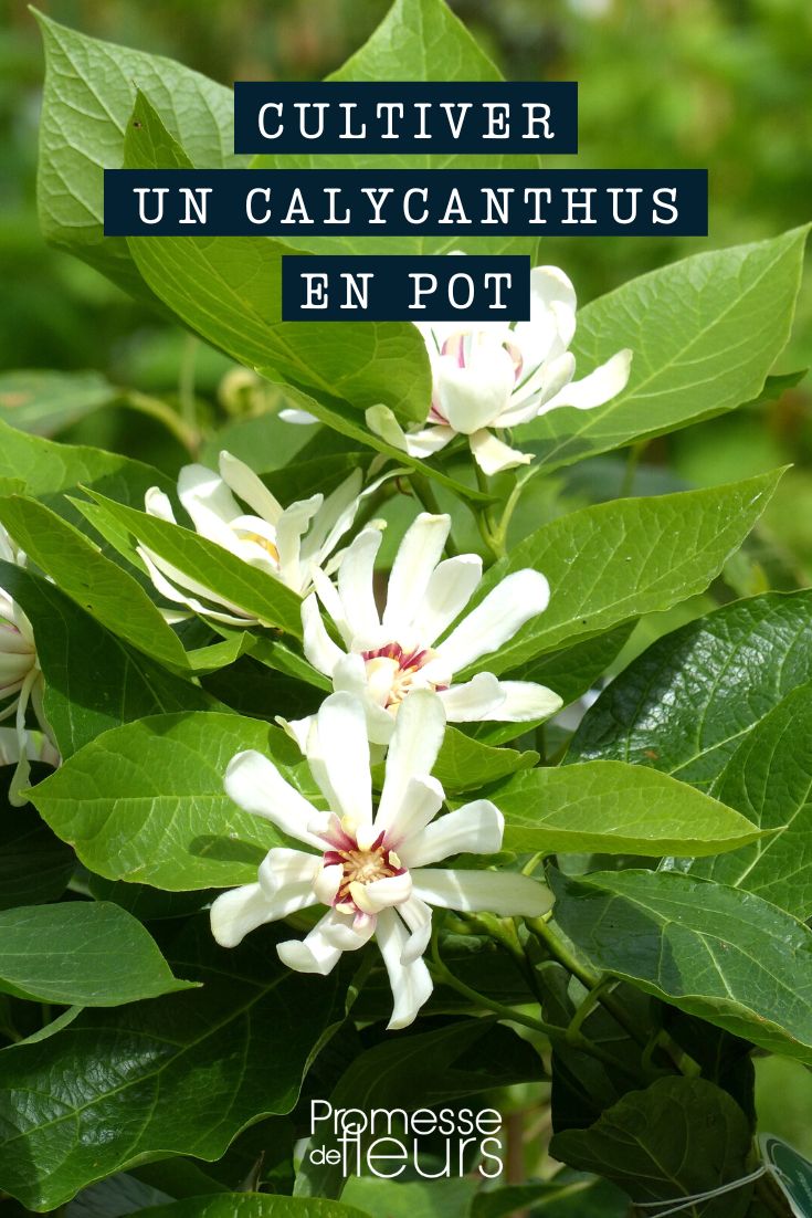 Calycanthus em vaso ou em floreira