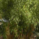Bambu: as variedades mais bonitas