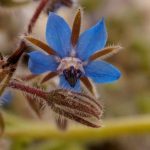 Como semear borragem facilmente para obter um jardim florido e comestível?