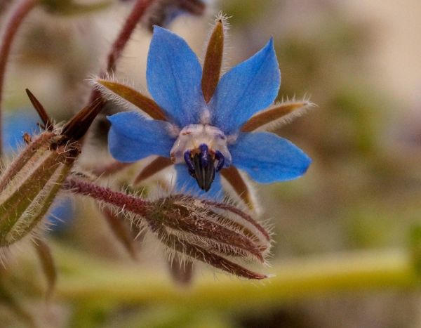 Como semear borragem facilmente para obter um jardim florido e comestível?