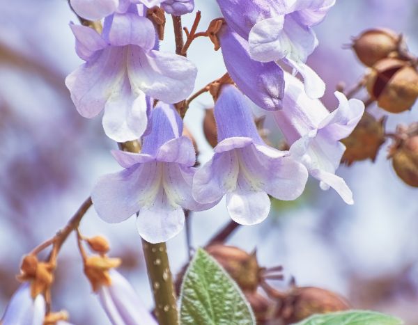 Paulownia: árvore do futuro e uma mais-valia para a permacultura?
