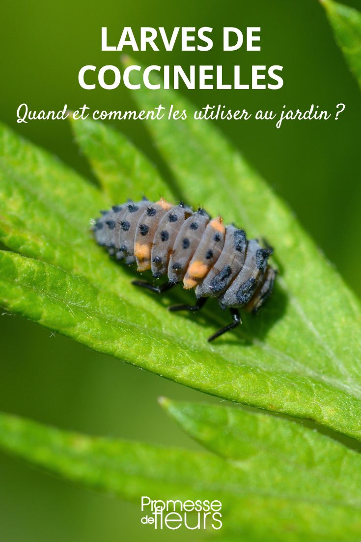 larva de joaninha