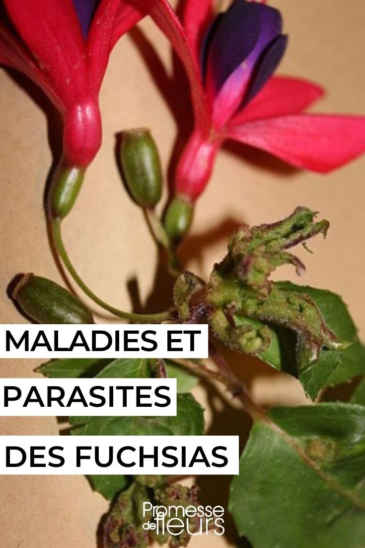 fúcsia
