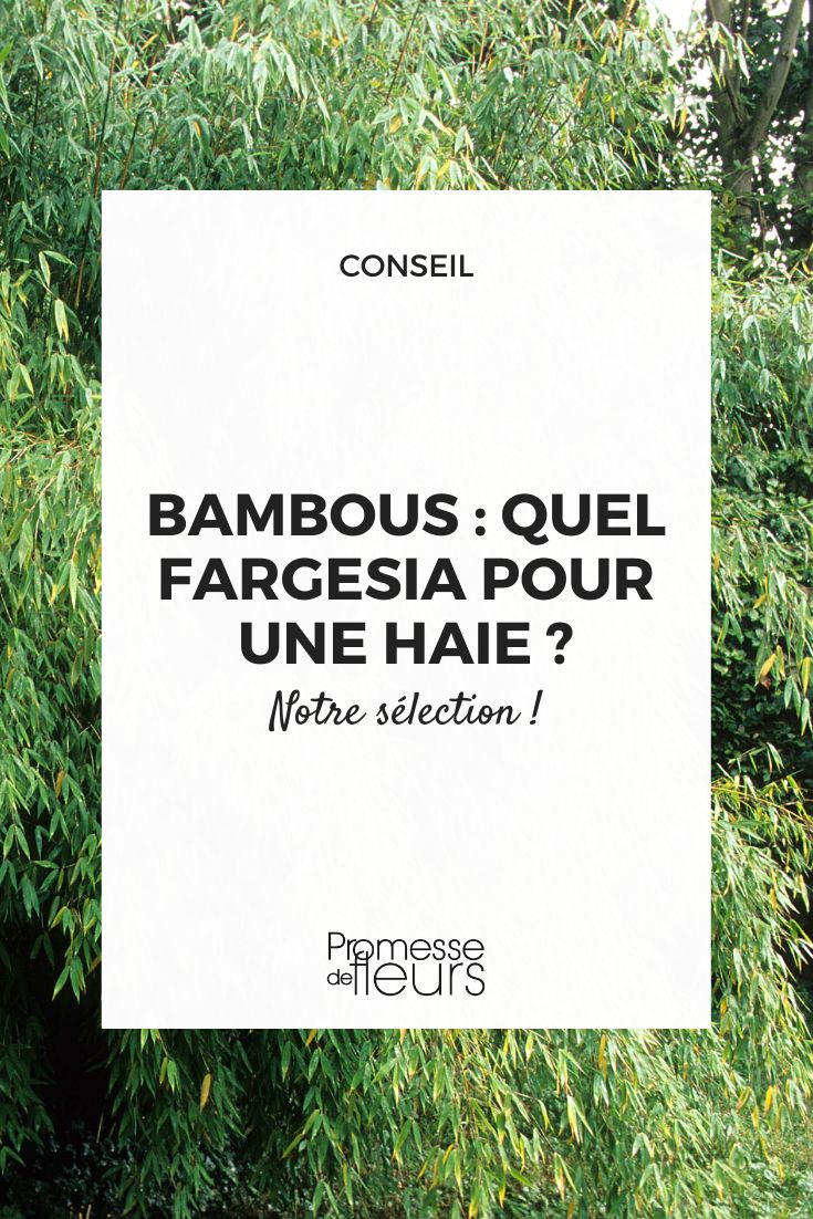 sebe de bambu Fargesia