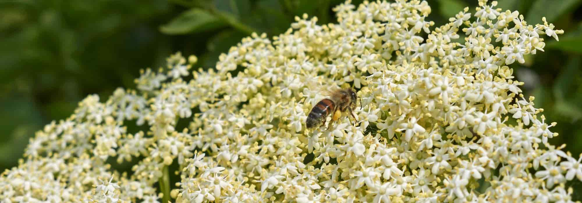 Como fazer fritos de flores de sabugueiro?