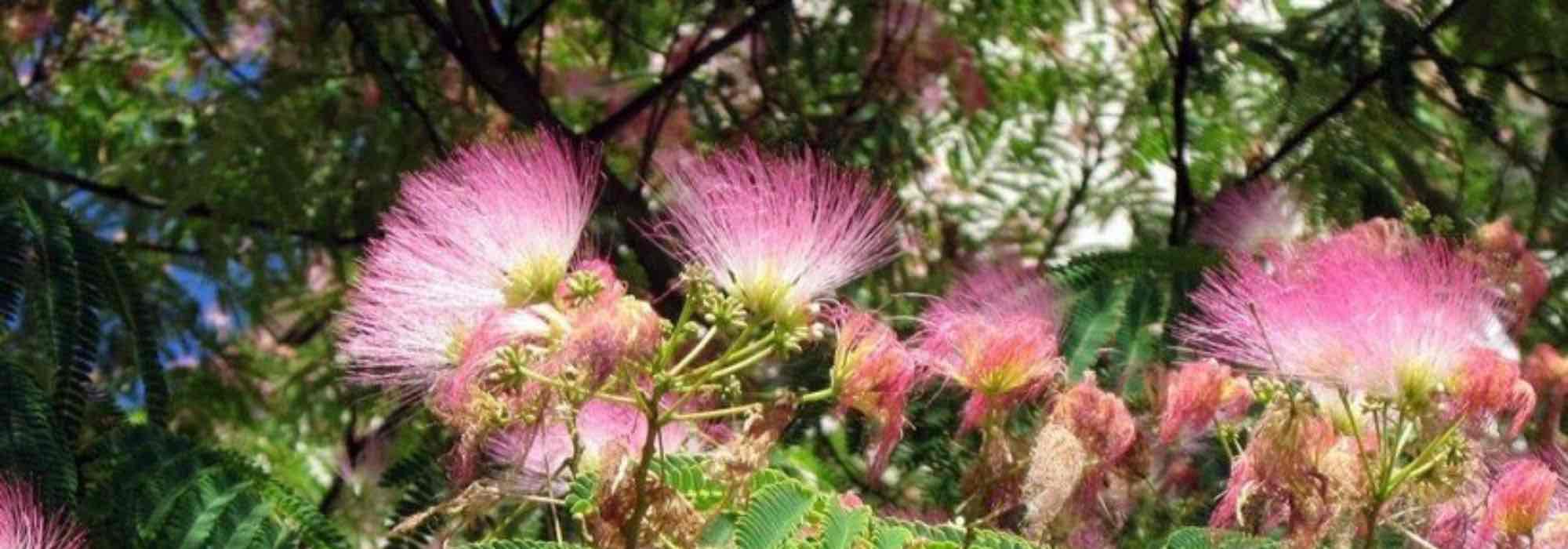 7 albízias rústicas para plantar em quase toda a França
