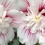Hibiscos de flores dobradas: as variedades mais bonitas