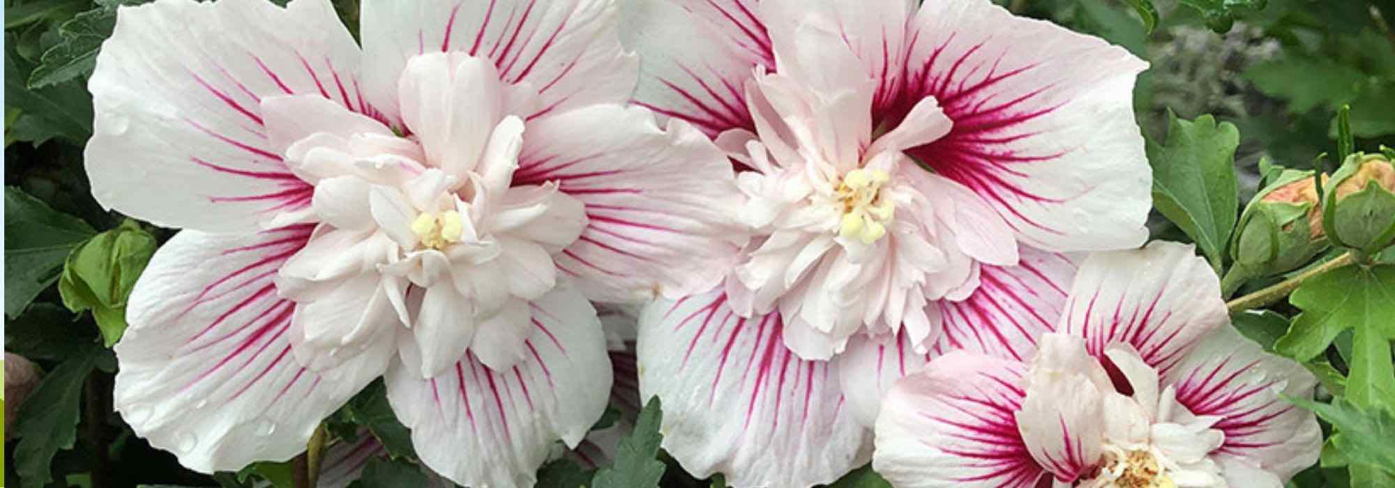 Hibiscos de flores dobradas: as variedades mais bonitas