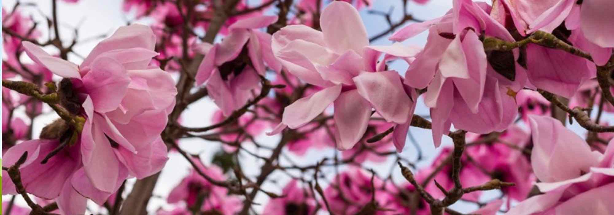 5 Magnólias de floração primaveril