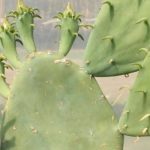 7 figueiras-da-índia rústicas para plantar em quase toda a França
