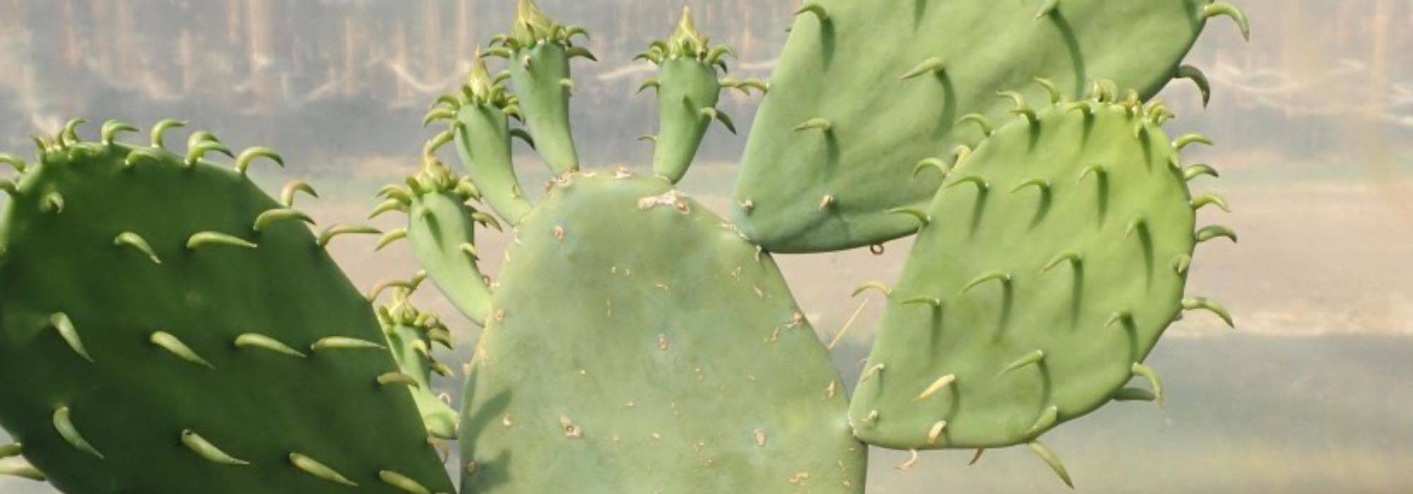 7 figueiras-da-índia rústicas para plantar em quase toda a França