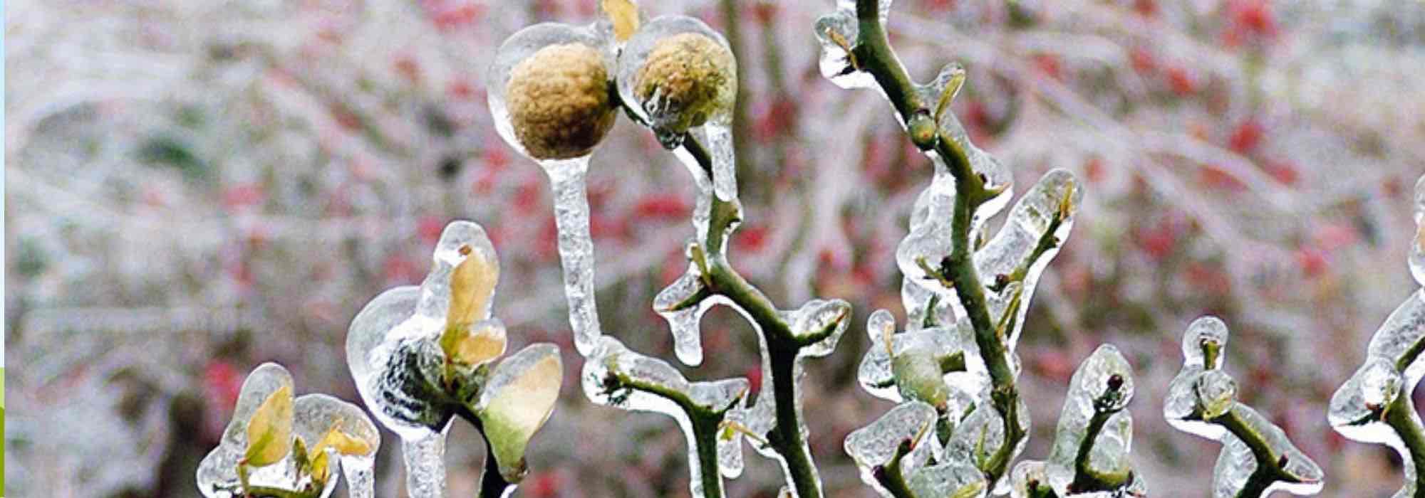 6 citrinos resistentes ao frio