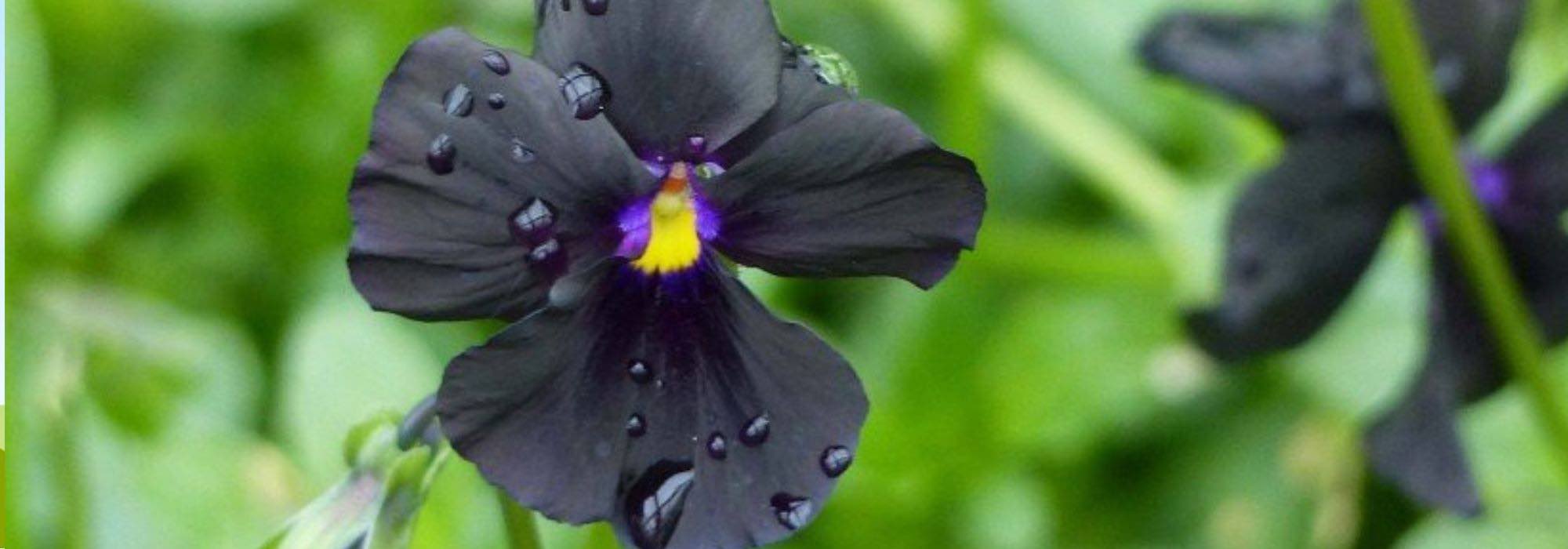 5 flores preciosas de floração estival