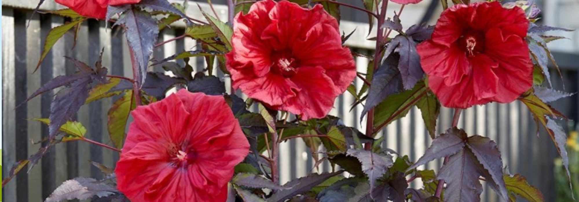 6 plantas para criar um jardim de chuva