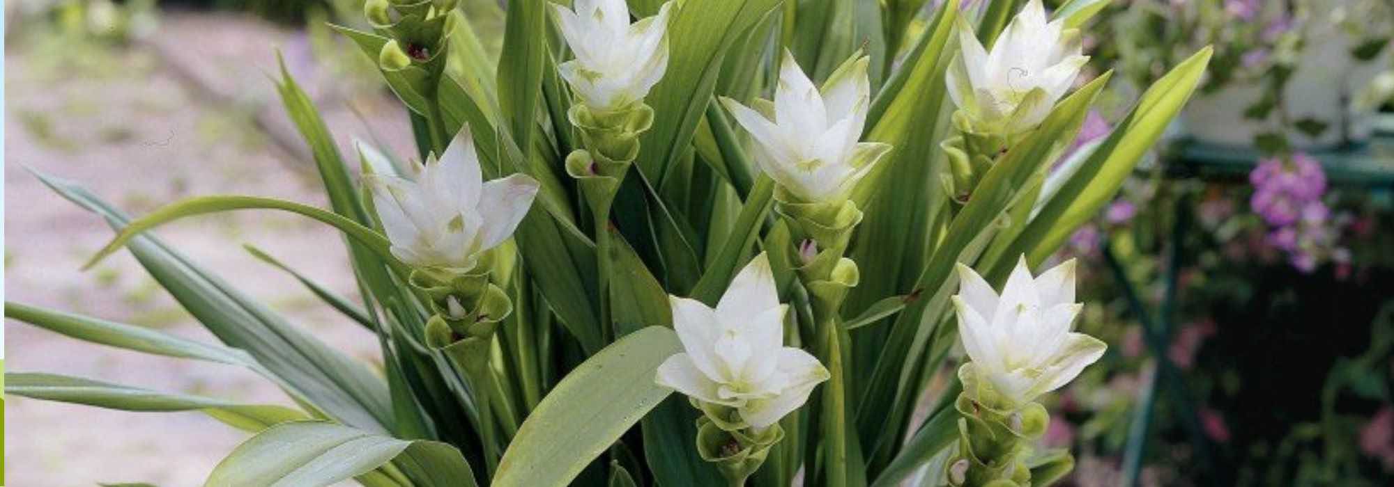 6 flores preciosas de floração primaveril