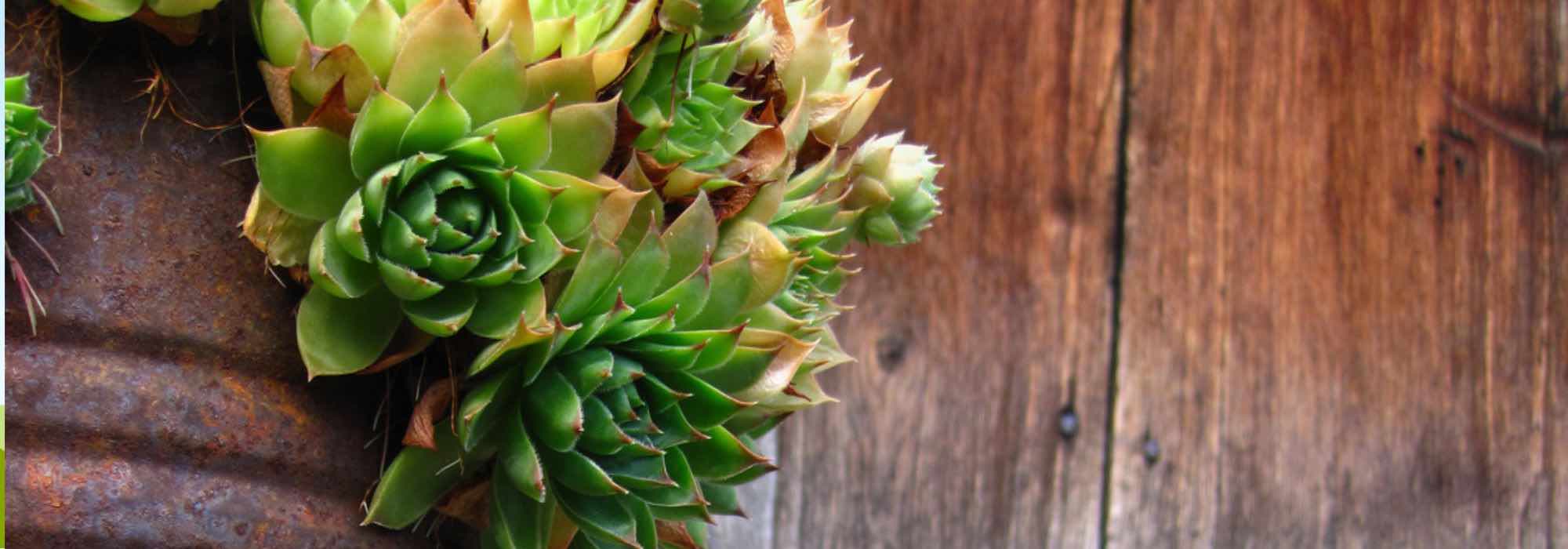 Plantas resistentes à seca para cultivar em vaso