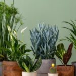 Como cuidar das plantas de interior consoante as estações?