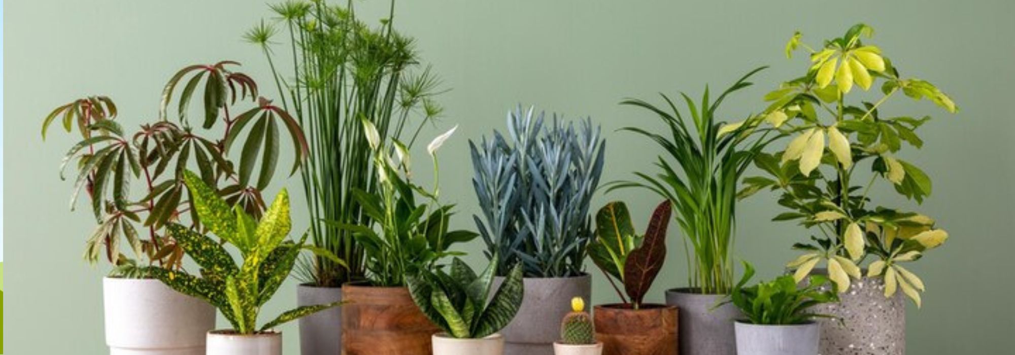 Como cuidar das plantas de interior consoante as estações?
