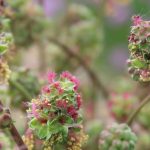 As plantas medicinais num jardim-floresta